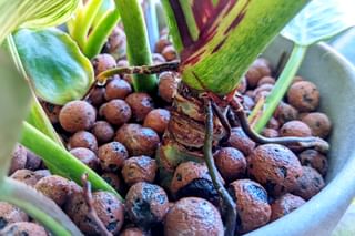 Philodendron Birkin roots in Leca Philodendron Birkin roots in Leca