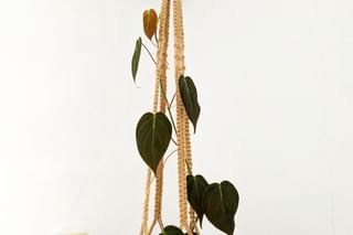 A climbing philodendron A climbing philodendron