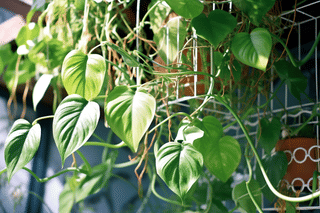 Philodendron climbing trellis Philodendron climbing trellis