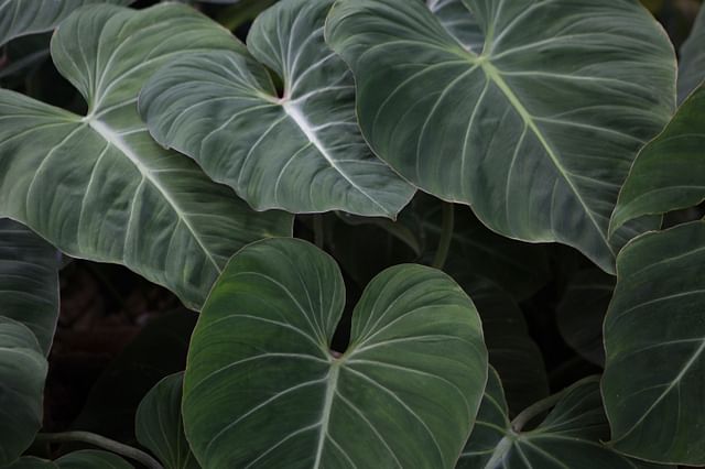 Philodendron Gloriosum lichte eisen Philodendron Gloriosum lichte eisen