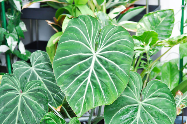 Philodendron Gloriosum Leaves