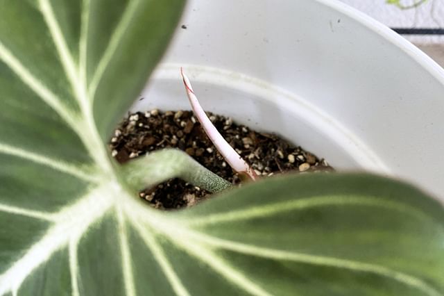 Philodendron Gloriosum nieuwe groei Philodendron Gloriosum nieuwe groei