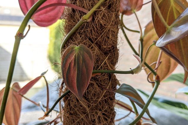 Philodendron groeit op een mospaal