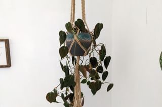 Philodendron Micans Philodendron Micans