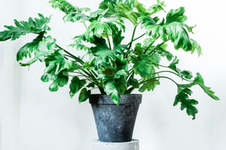 Philodendron Selloum Hope Philodendron Selloum Hope