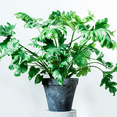 Philodendron Selloum Hope