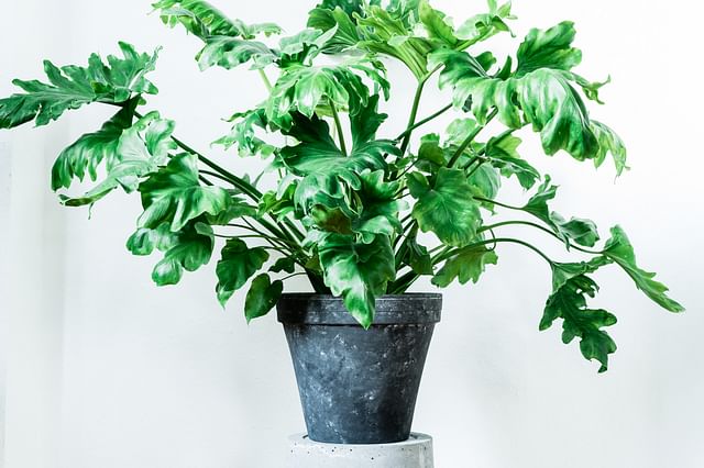 Philodendron Selloum Hope