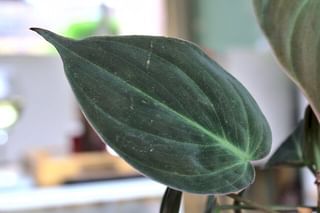Philodendron leaf Philodendron leaf