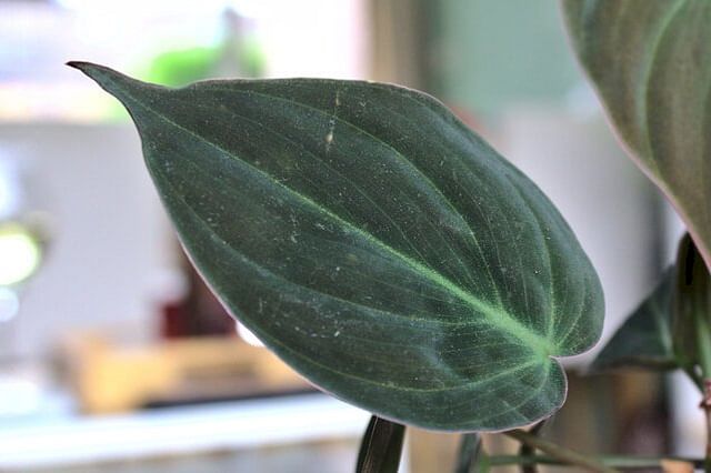 Philodendron blad