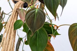 Philodendron Micans in a bright room Philodendron Micans in a bright room