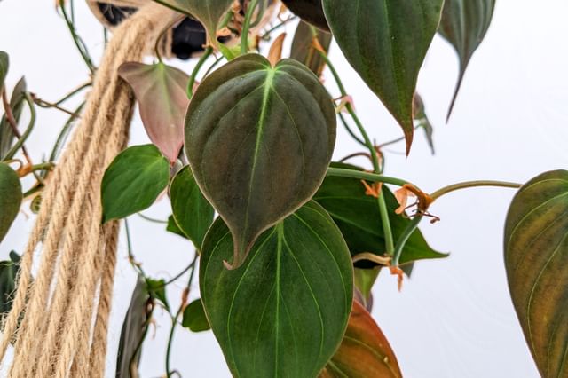 Philodendron Micans in een lichte kamer Philodendron Micans in een lichte kamer