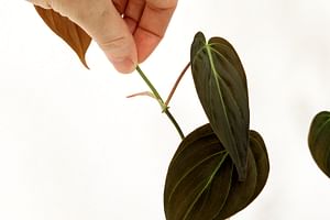 ¿Qué son los nudos de una planta?