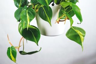 The ultimate plant care guide for the Philodendron scandens (Heartleaf Philodendron) The ultimate plant care guide for the Philodendron scandens (Heartleaf Philodendron)