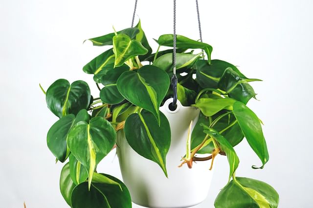 The ultimate plant care guide for the Philodendron scandens (Heartleaf Philodendron)