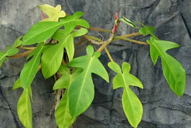 philodendron-squamiferum-greenhouse.jpg