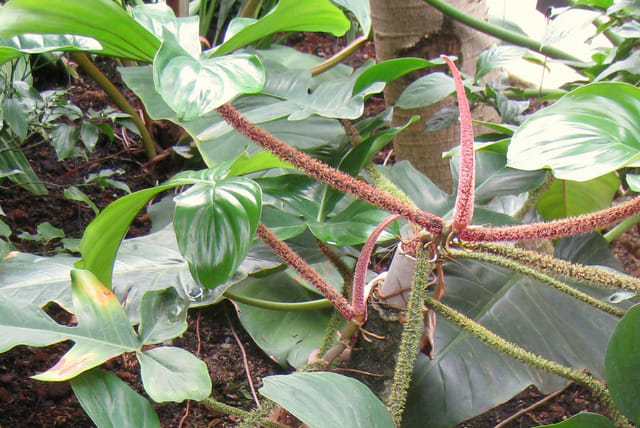 philodendron-squamiferum-stem.jpg