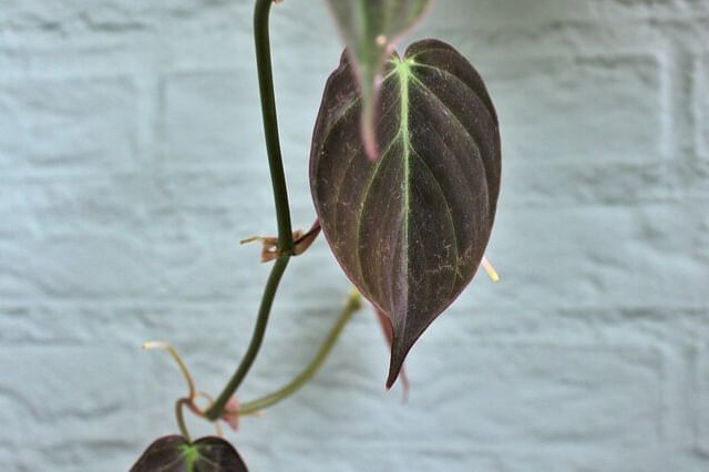 De ultieme gids voor Philodendron plantenverzorging