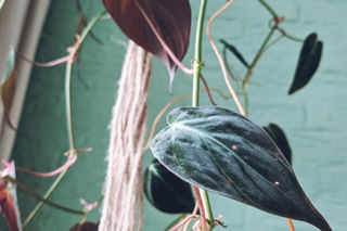 Philodendron vines Philodendron vines