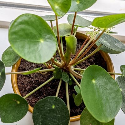 Pilea