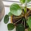 How to care for a Pilea Peperomioides