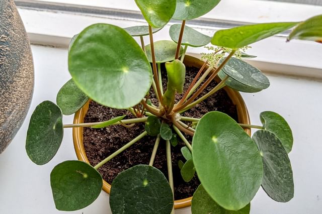 Pilea Peperomioides from above
