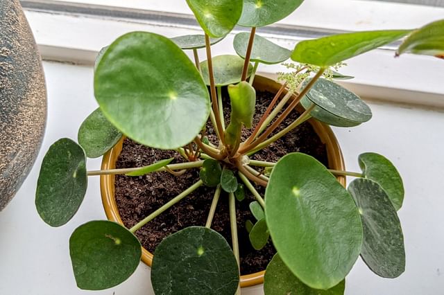 The ultimate plant care for a Pilea Peperomioides