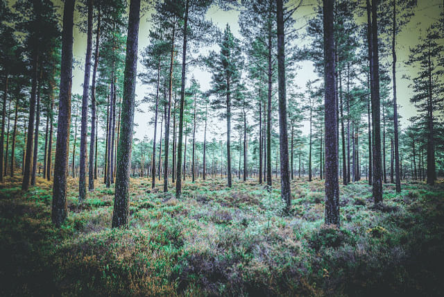 Pine forest
