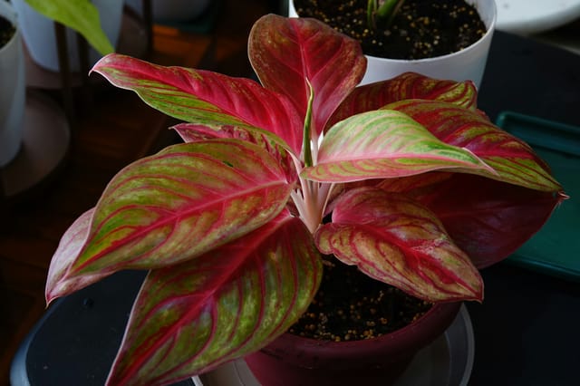 Roze Aglaonema Roze Aglaonema