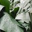 Can you bring a houseplant outdoors?