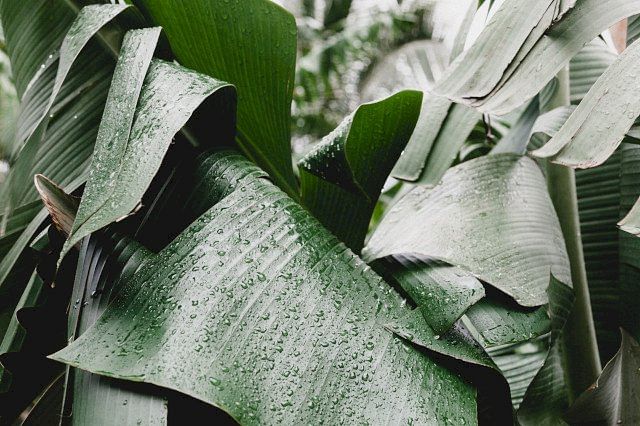 Plant buiten in de regen
