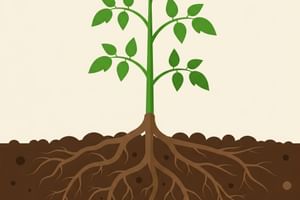 Het geheim van wortels: Wat gebeurt er ondergronds?