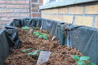 Growing several strawberry plants in a container Growing several strawberry plants in a container