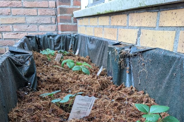 Meerdere aardbeiplanten kweken in een container Meerdere aardbeiplanten kweken in een container