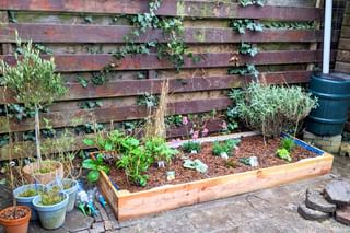Planting new plants in the raised bed Planting new plants in the raised bed