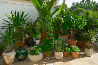 Plants outside in summer Plants outside in summer