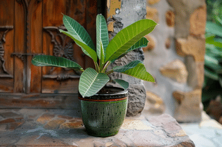 Plumeria in pot Plumeria in pot