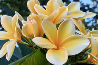 Plumeria obtusa Plumeria obtusa