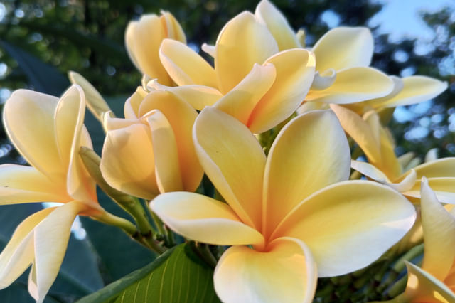 Plumeria obtusa Plumeria obtusa