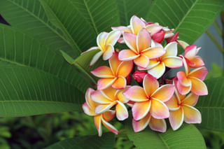 Plumeria flowers with leaves Plumeria flowers with leaves