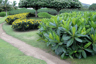 Plumeria without flowers Plumeria without flowers