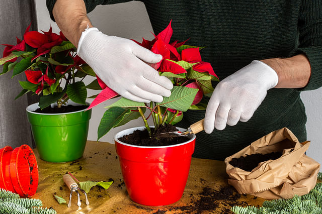 Soil for a Poinsettia