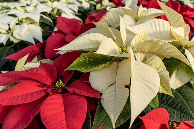 Poinsettia in the Sunlight