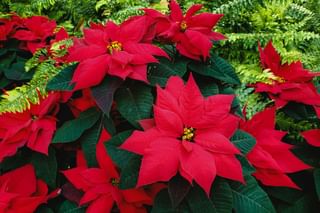 Poinsettia with fern Poinsettia with fern