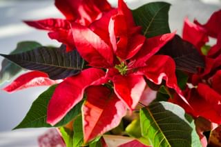 Poinsettia with new growth Poinsettia with new growth