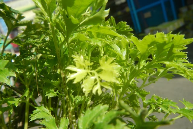 polyscias-fruticosa-closup.jpg