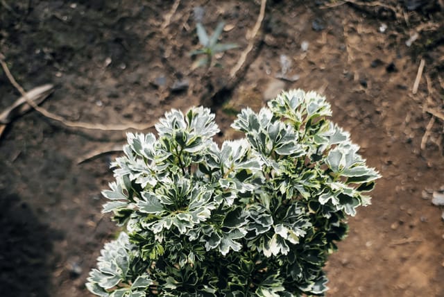 polyscias-fruticosa-ming-aralia.jpg