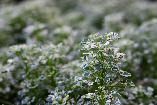 polyscias-fruticosa-variegated.jpg