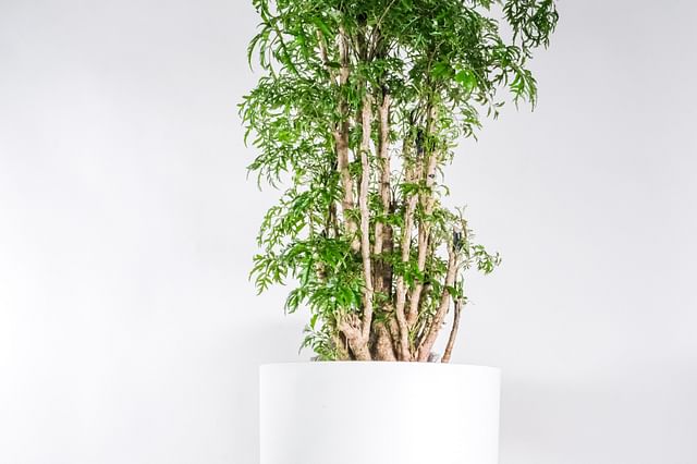 Polyscias fruticosa (Ming Aralia)