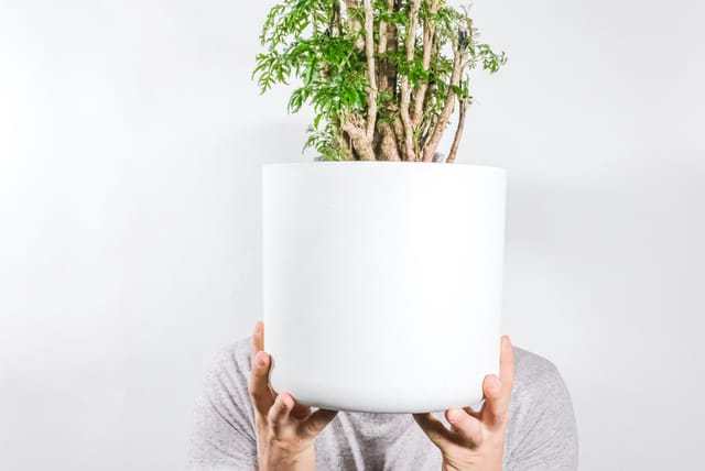 polyscias-fruticosa.jpg
