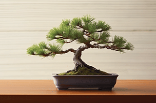 Pinus ponderosa Pinus ponderosa